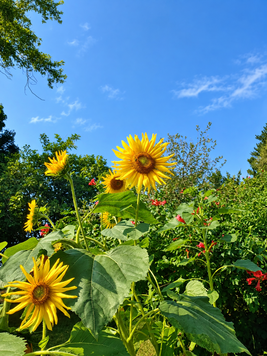 Sunflower on the homestead